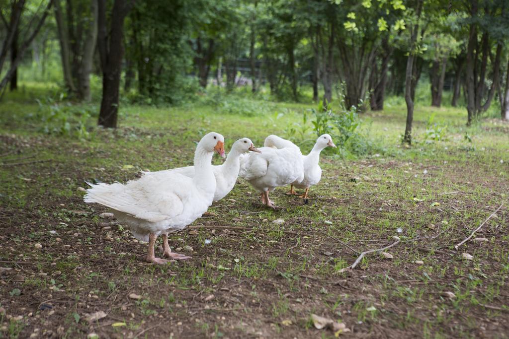 Agriturismo Borg Da Ocjs Медеа Экстерьер фото
